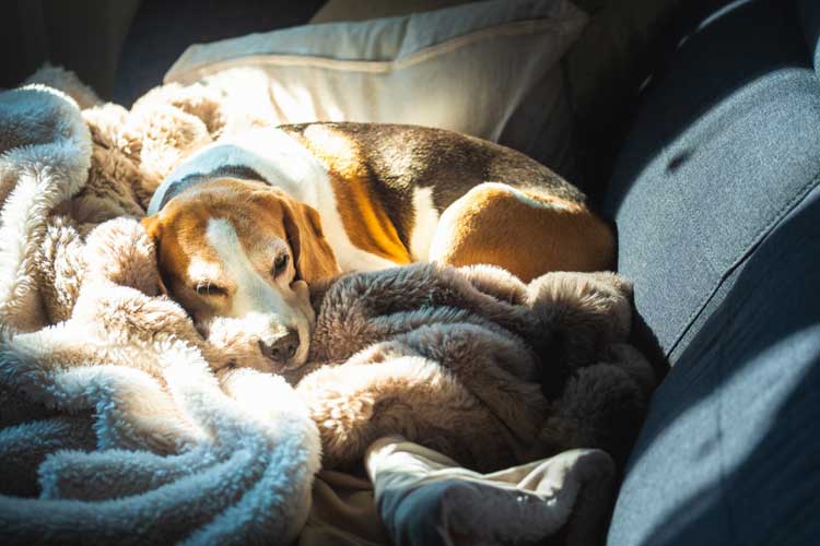 Dog Sleeping on a blanket