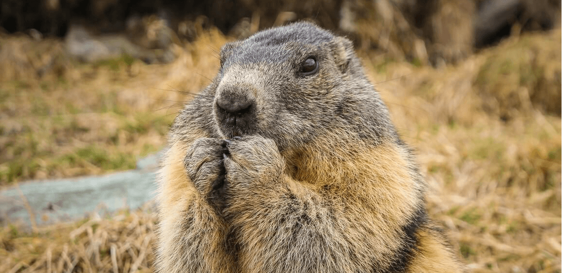 Groundhog's Guide to Saving Energy: Small Changes for a Bright Spring!